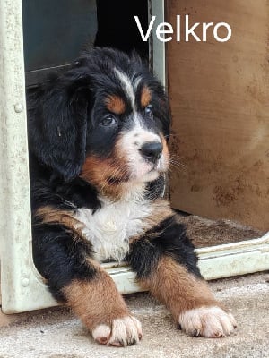 Les chiots de Bouvier Bernois