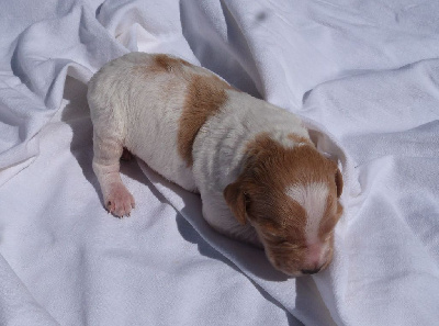 Les chiots de Epagneul Breton