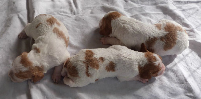 Les chiots de Epagneul Breton