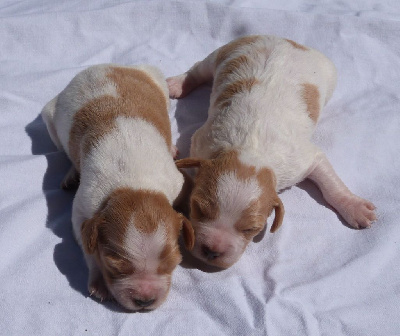 Les chiots de Epagneul Breton