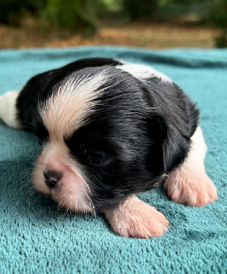 Les chiots de Shih Tzu