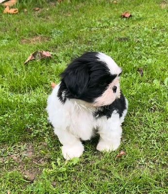 Les chiots de Shih Tzu