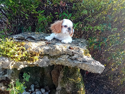 Les chiots de King Charles Spaniel