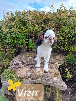 Les chiots de King Charles Spaniel