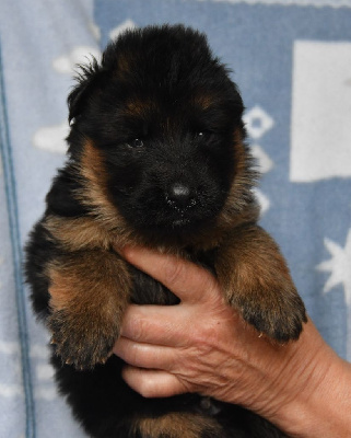 Les chiots de Berger Allemand Poil Long