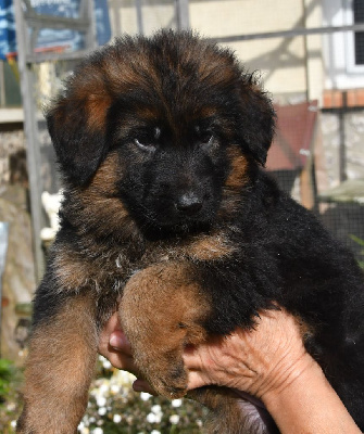 Les chiots de Berger Allemand Poil Long