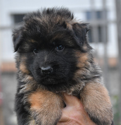 Les chiots de Berger Allemand Poil Long