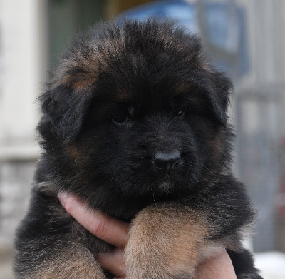 Les chiots de Berger Allemand Poil Long