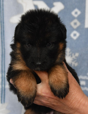 Les chiots de Berger Allemand Poil Long