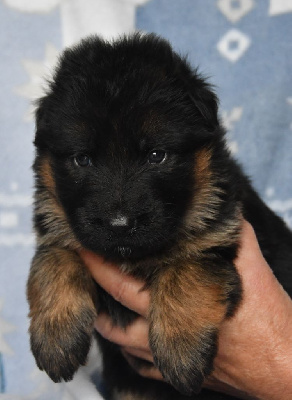 Les chiots de Berger Allemand Poil Long