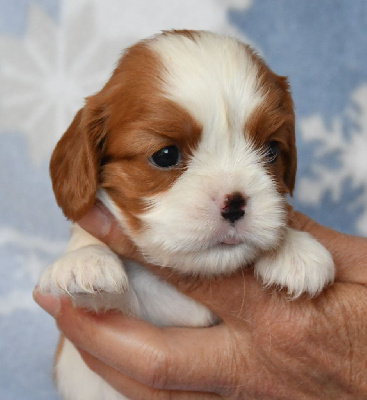 Les chiots de Cavalier King Charles Spaniel