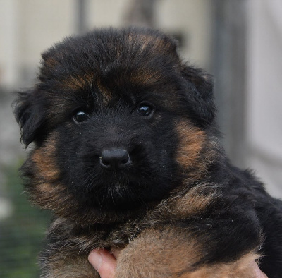 Les chiots de Berger Allemand Poil Long