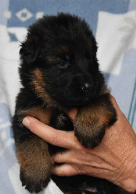 Les chiots de Berger Allemand Poil Long