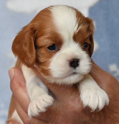 Les chiots de Cavalier King Charles Spaniel