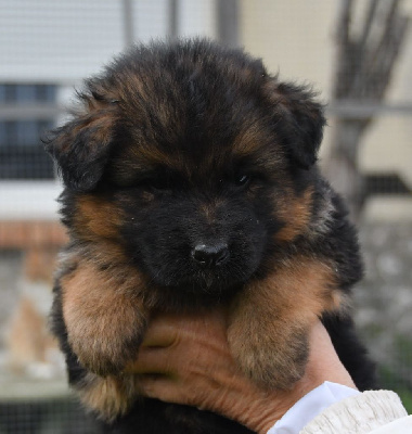 Les chiots de Berger Allemand Poil Long