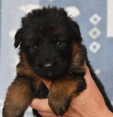 Les chiots de Berger Allemand Poil Long