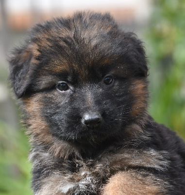 Les chiots de Berger Allemand Poil Long