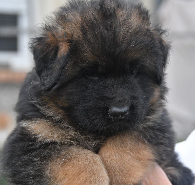 Les chiots de Berger Allemand Poil Long