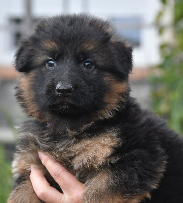 Les chiots de Berger Allemand Poil Long