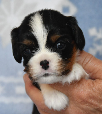 Les chiots de Cavalier King Charles Spaniel