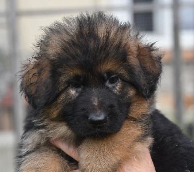 Les chiots de Berger Allemand Poil Long