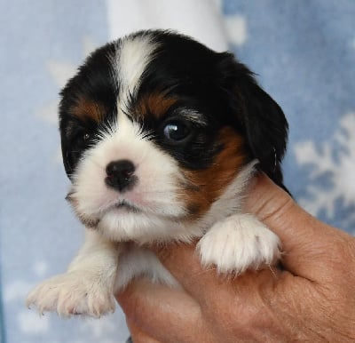 Les chiots de Cavalier King Charles Spaniel