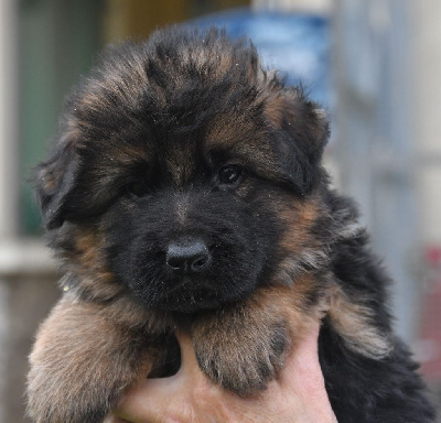 Les chiots de Berger Allemand Poil Long