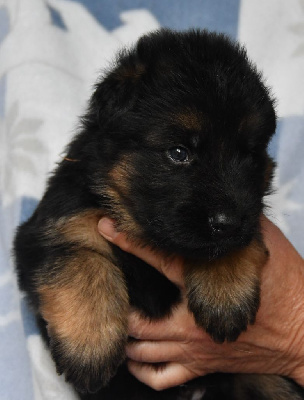 Les chiots de Berger Allemand Poil Long