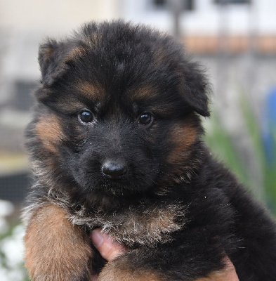 Les chiots de Berger Allemand Poil Long