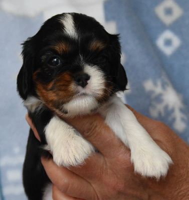 Les chiots de Cavalier King Charles Spaniel