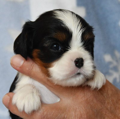 Les chiots de Cavalier King Charles Spaniel