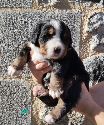 Les chiots de Bouvier Bernois