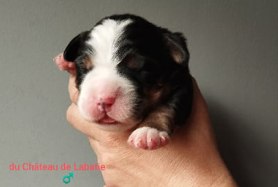 Les chiots de Bouvier Bernois