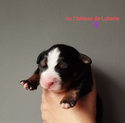 Les chiots de Bouvier Bernois