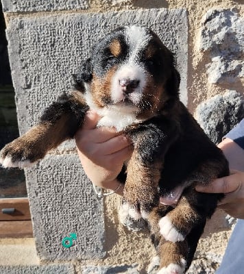 Les chiots de Bouvier Bernois