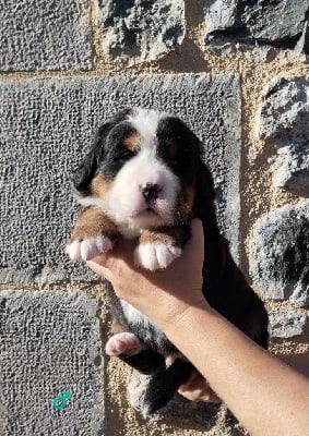 Les chiots de Bouvier Bernois