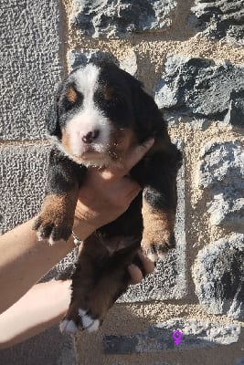 Les chiots de Bouvier Bernois