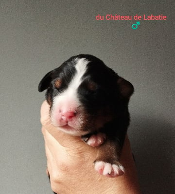 Les chiots de Bouvier Bernois