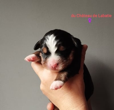 Les chiots de Bouvier Bernois