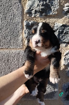 Les chiots de Bouvier Bernois