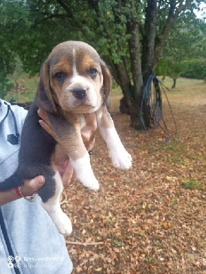 Les chiots de Beagle