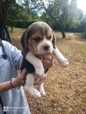 Les chiots de Beagle