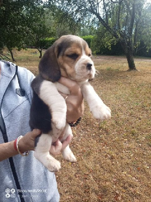 Les chiots de Beagle