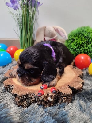 Les chiots de Cavalier King Charles Spaniel