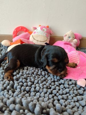 Les chiots de Cavalier King Charles Spaniel