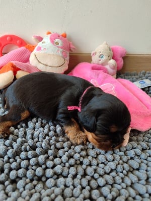 Les chiots de Cavalier King Charles Spaniel