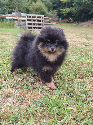 Les chiots de Spitz allemand