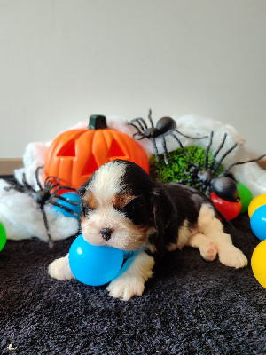 Les chiots de Cavalier King Charles Spaniel