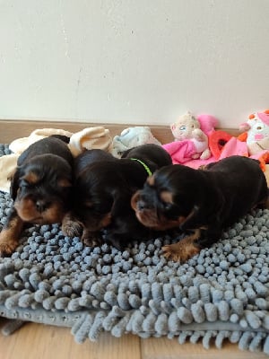 Les chiots de Cavalier King Charles Spaniel