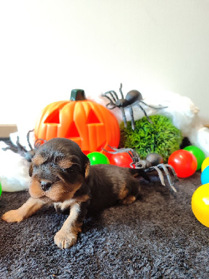 Les chiots de Cavalier King Charles Spaniel